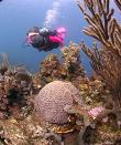 Barb Blanton Scuba Diving in Roatan