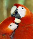 Macaws in Bay Islands of Honduras stock photos for sale
