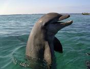Dolphin in Bay Islands, Roatan, Honduras