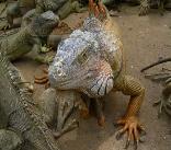 Iguana in Roatan stock photos for sale