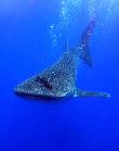 Whaleshark Photo in Roatan