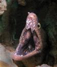 Eel photo from Coco View Resort, Honduras