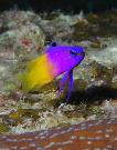 Farie Basslet stock photos and prints from Tim Blanton