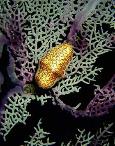Scuba Diving Photos, Flamingo Tongue