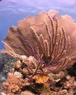 Underwater and Scuba images for sale